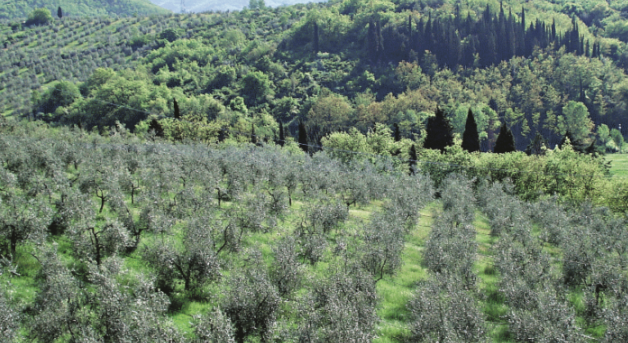 TE 72 Terreno Oliveto in Vendita a Castiglione d’Orcia
